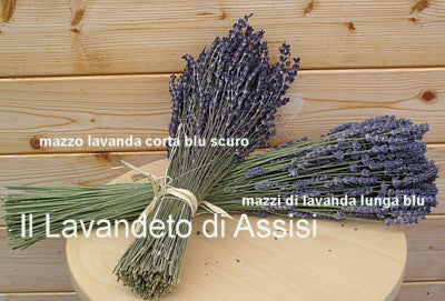 Mazzi di lavanda secchi viola scuro 5 mazzi – Il Lavandeto Di Assisi