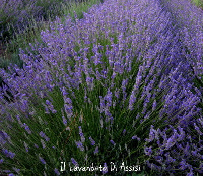 Lavender plant on offer pot 14 – Il Lavandeto Di Assisi